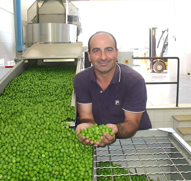 Mann hält Oliven in Produktionsanlage, Americo Quattrociocchi sichtbar.