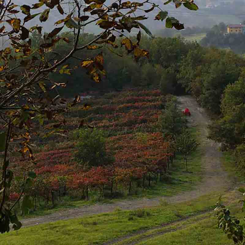 Weinberg mit Herbstlaub und Weg.