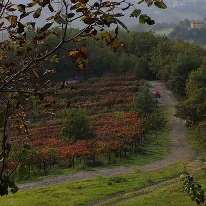 Weinberg mit Herbstlaub und Weg.