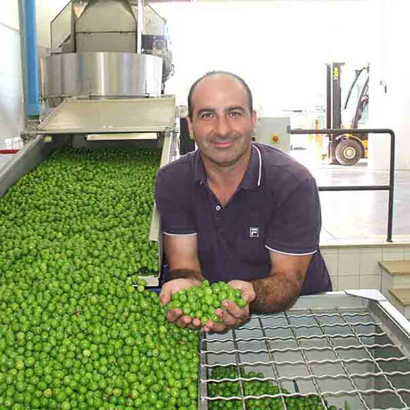 Americo Quattrociocchi präsentiert frische grüne Oliven in der Ölmühle.