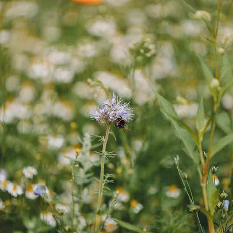 Blühwiese mit Biene auf Blüte.