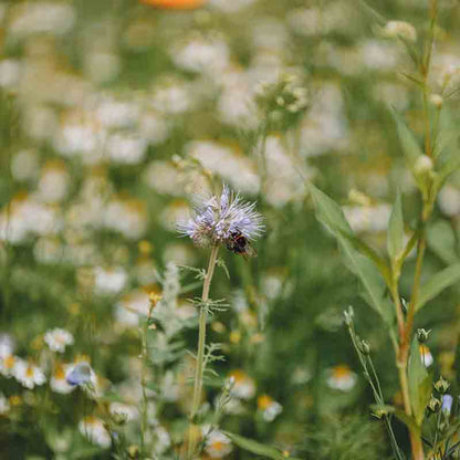 Blühwiese mit Biene auf Blüte.