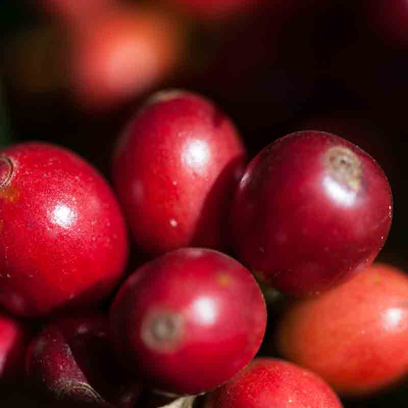 Rote Kaffee-Bohnen Nahaufnahme.