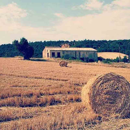 Feld mit Heuballen und Gebäude.