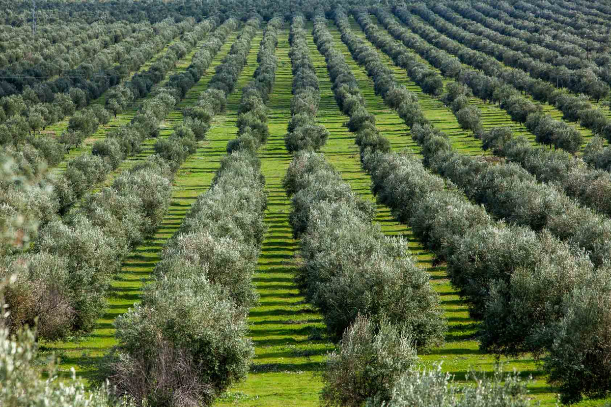 Gras bewachsener Olivenhain