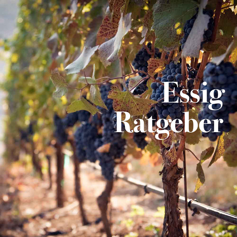 Weinreben im Weinberg mit Text "Essig Ratgeber".