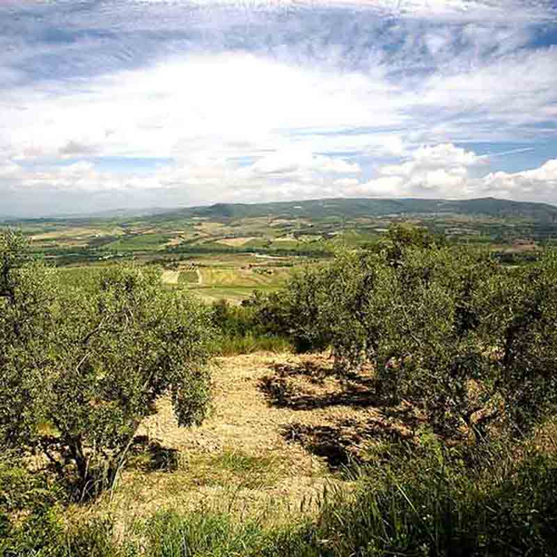 Olivenbäume in hügeliger Landschaft.