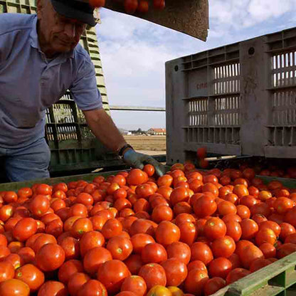 Mann erntet frische Tomaten.
