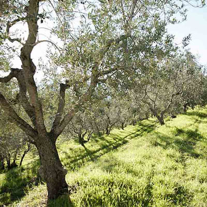 Olivenbäume auf sonnigem Feld.