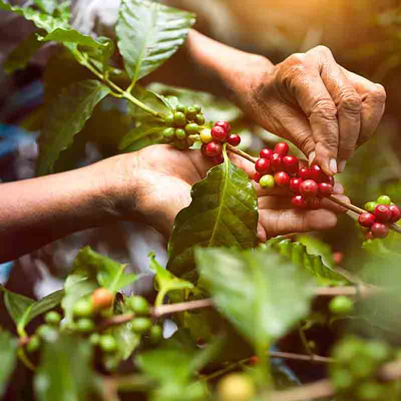 Rote Kaffee-Bohnen am Strauch
