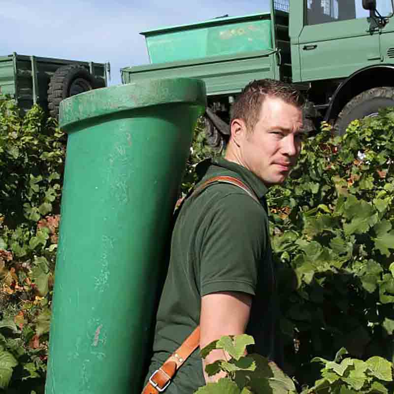Mann bei Weinlese im Weinberg.