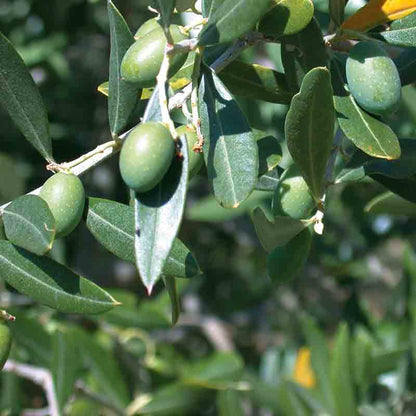 Olivenbaum mit grünen Oliven an den Zweigen.