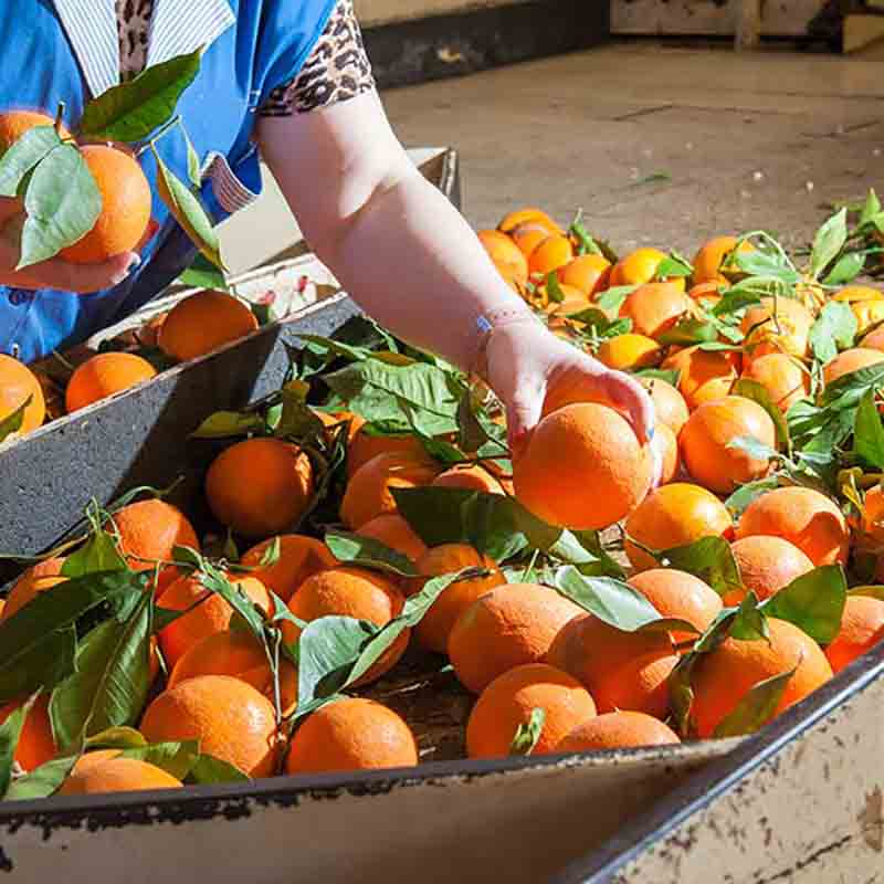 Person sortiert frische Orangen.
