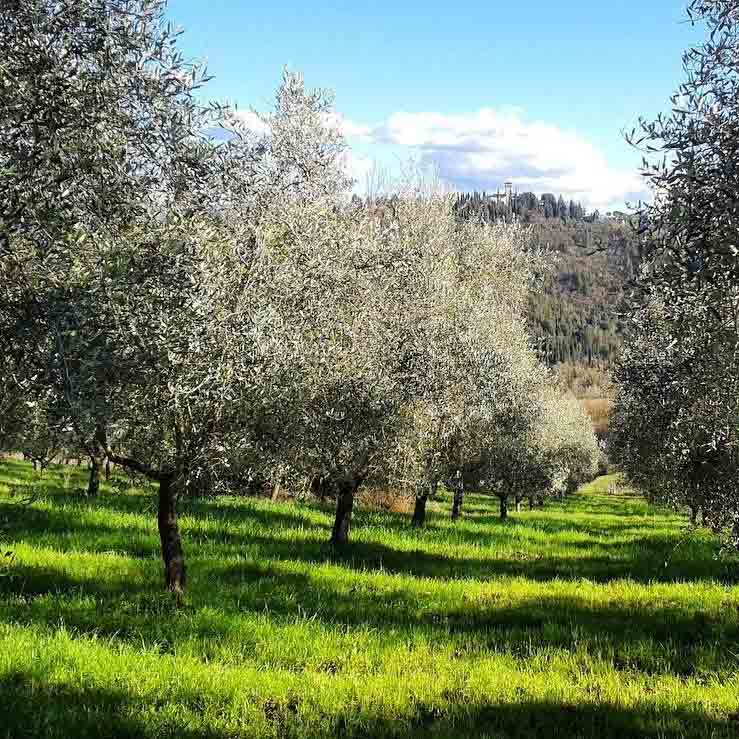 Pruneti L'Alleato Bio - mittel-fruchtig aus der Toskana