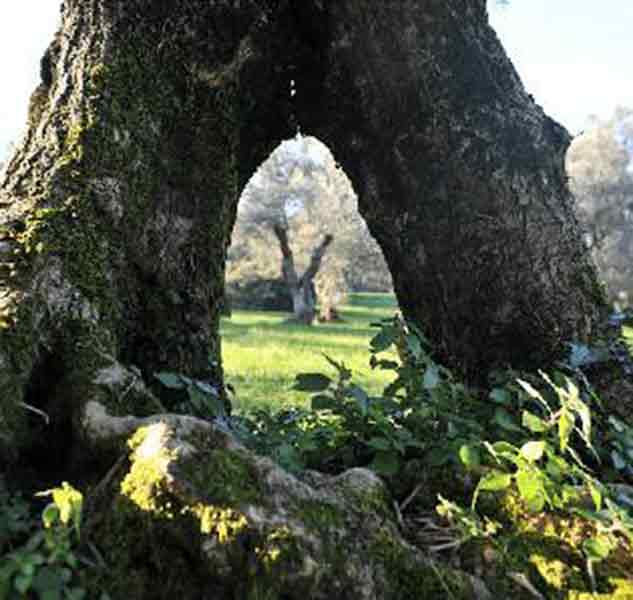 Alter Olivenbaum im Olivenhain.
