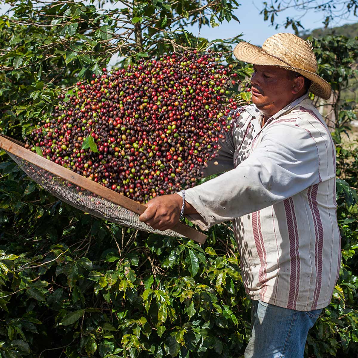 Sirocco Espresso Rubino 500 g Bohnen