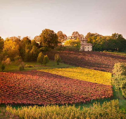 Turri Condimento Balsamico Rosè 250 ml