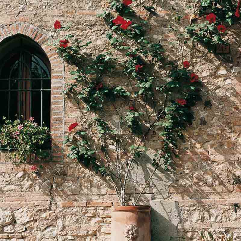 Alte Essig-Manufaktur von Il Borgo del Balsamico. Rosen wachsen an der steinernen Hausmauer empor.