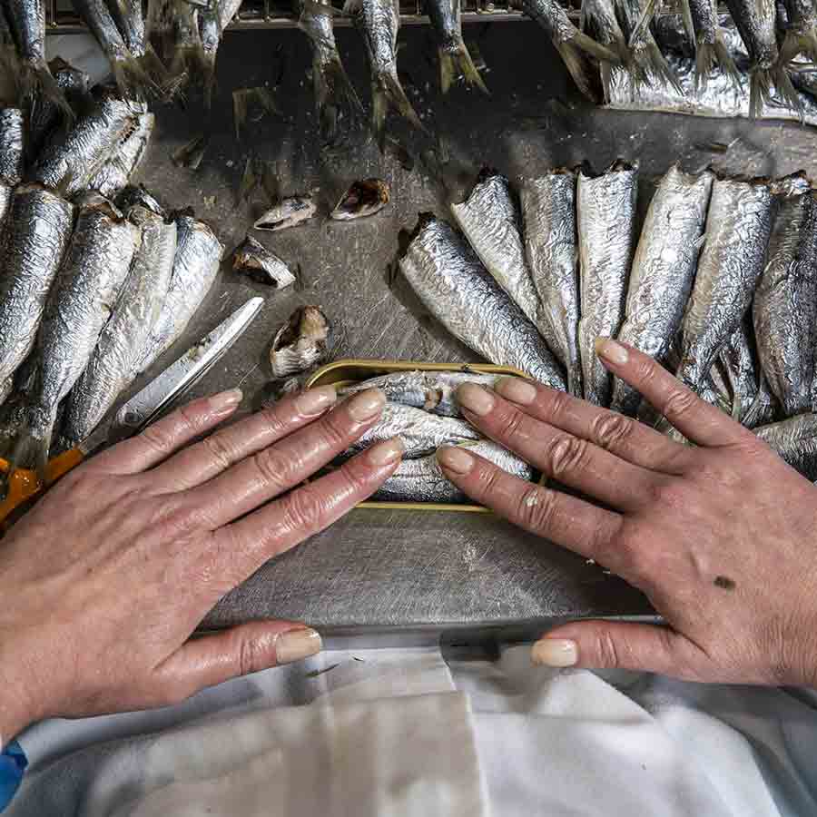 Sardinen in Olivenöl und grünem Pfeffer