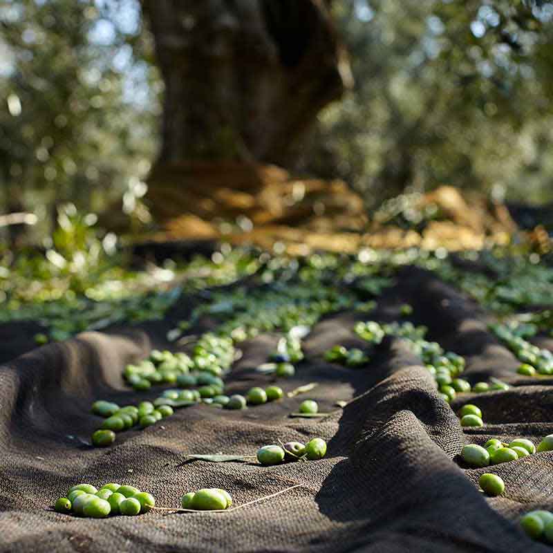 Ciccolella Cagnara D.O.P. Terra di Bari - Olio Award Siegeröl 2026