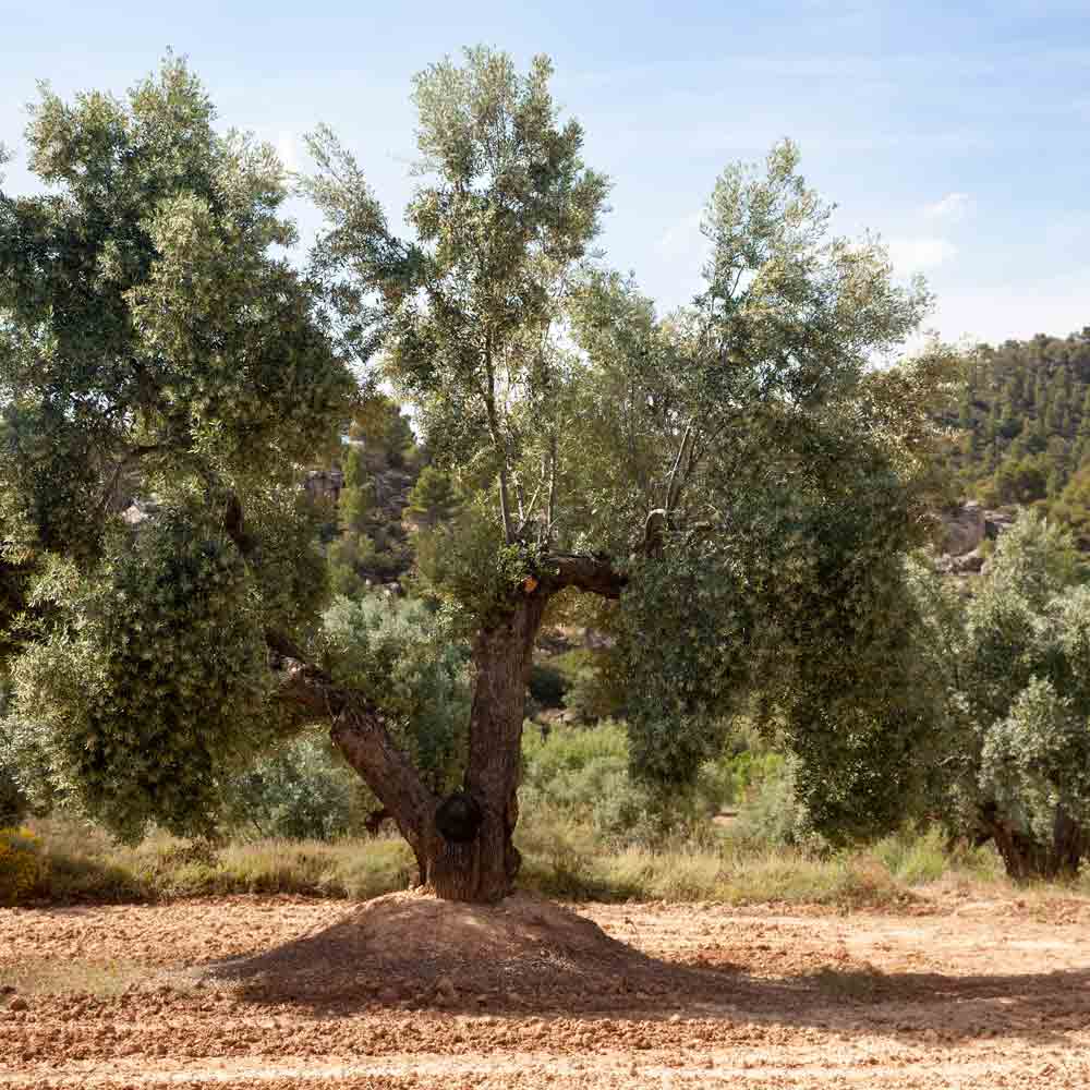 Olivenbaum in Landschaft, keine Delikatessen oder Produkte sichtbar.