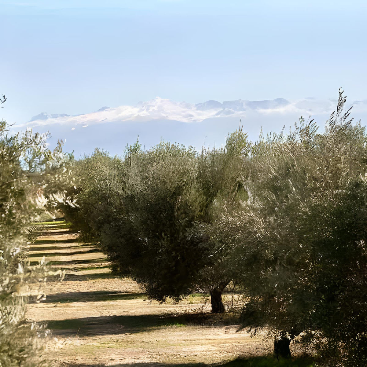 OMED, Novo Erste Ernte - mittel-fruchtig aus Spanien