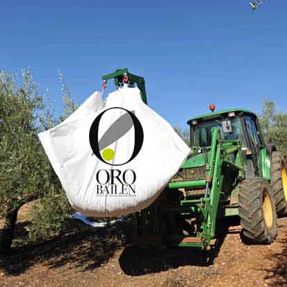 Oro Bailén, Frantoio - Olivenöl mittel-fruchtig aus Spanien