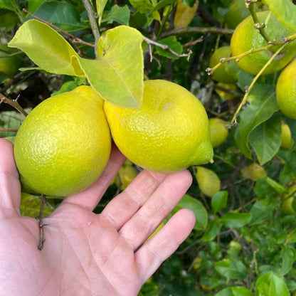 Zitronen Primofiore aus Sizilien BIO