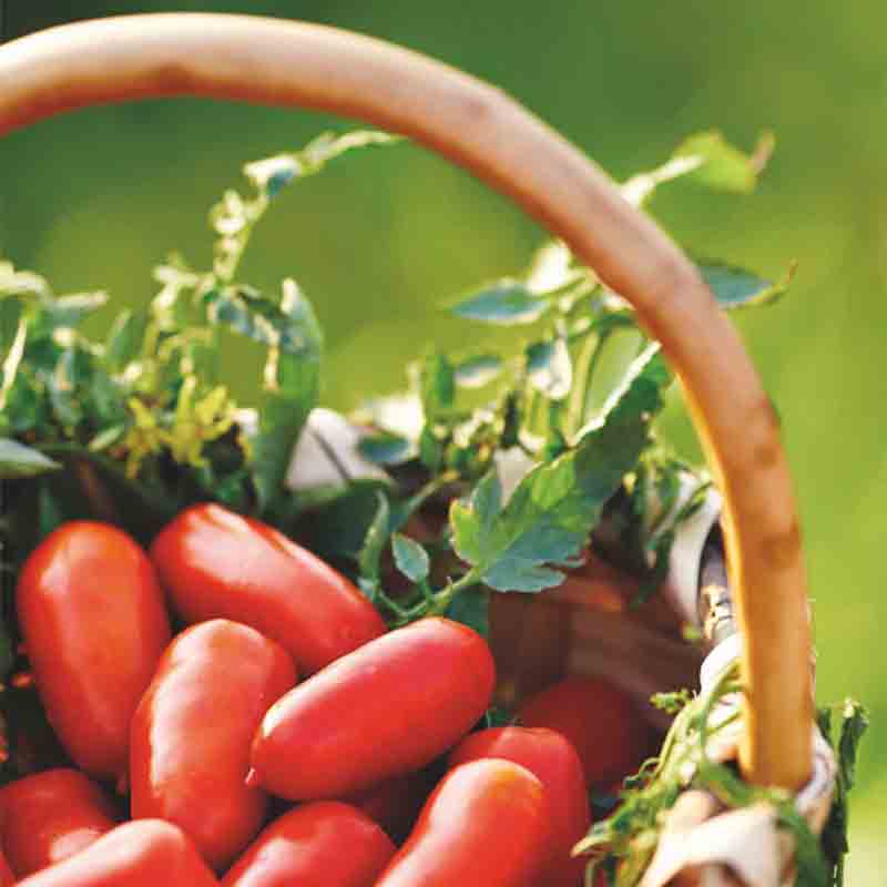 Geerntete San Marzano DOP Tomaten im Korb