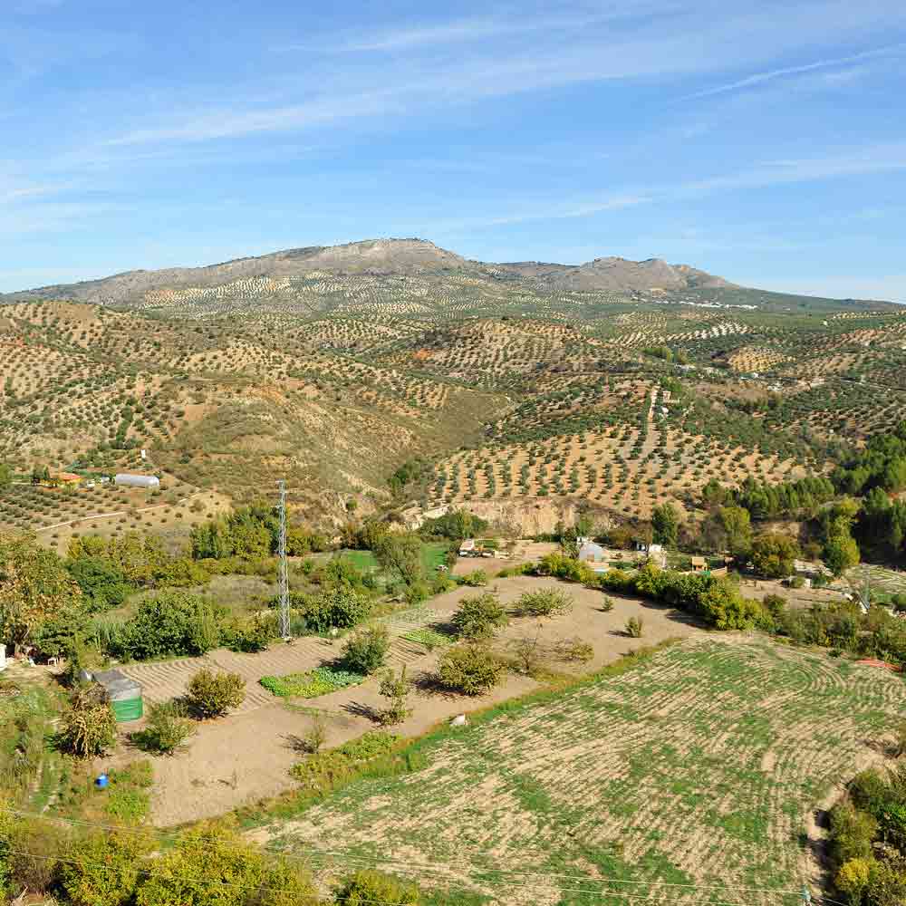 Olivenhaine in hügeliger Landschaft.