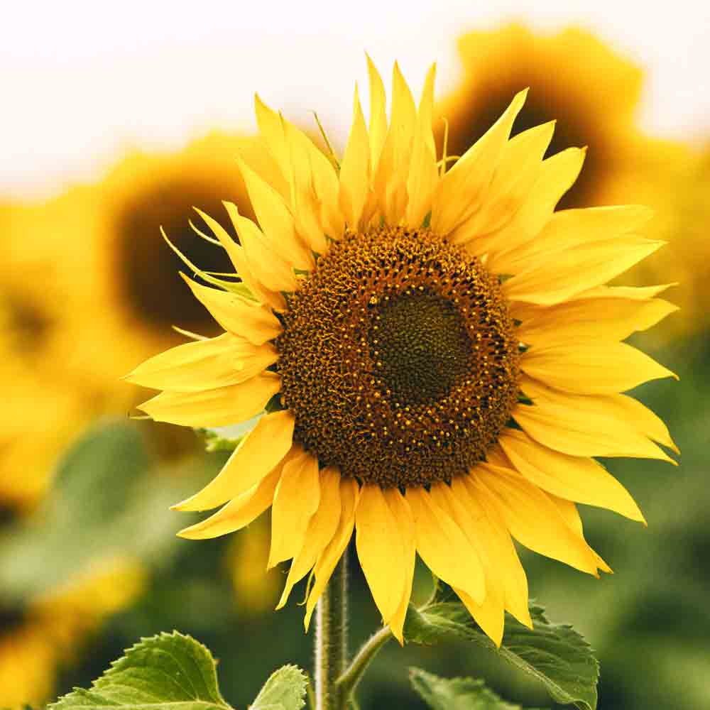 Sonnenblume auf einem Feld.