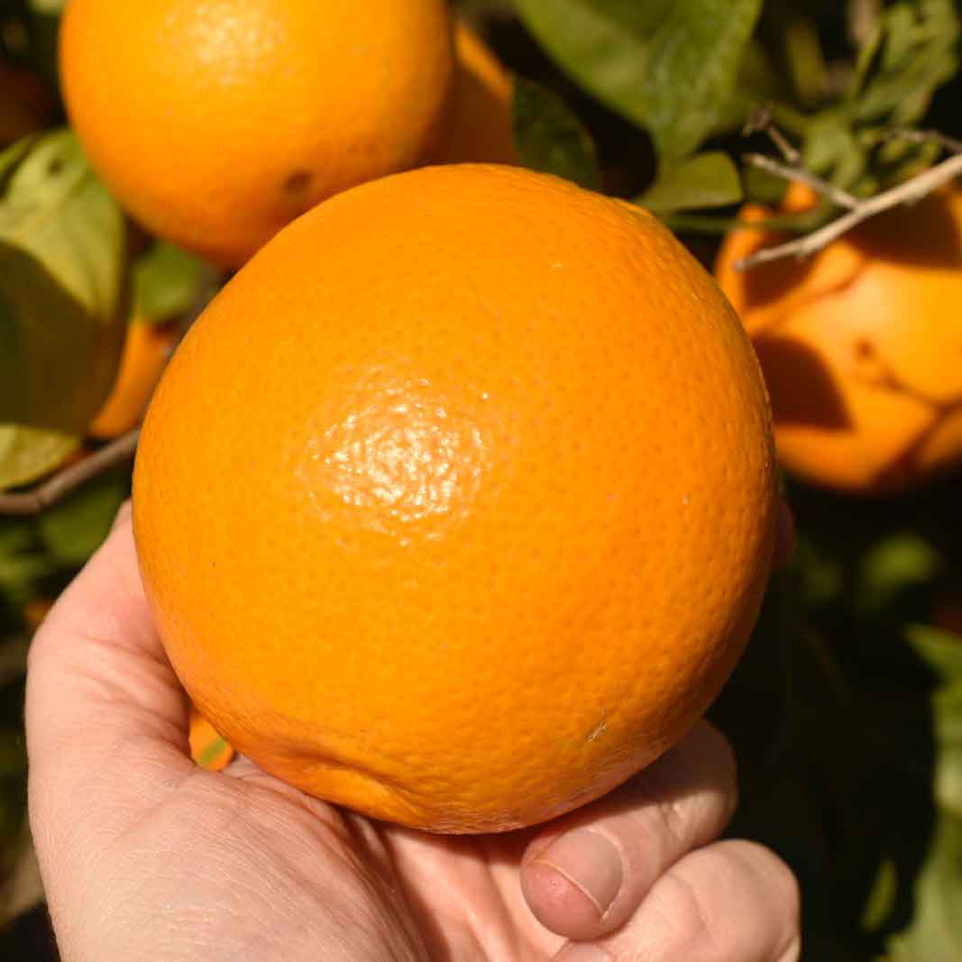Tarocco Tafelorangen aus Sizilien IGP und BIO