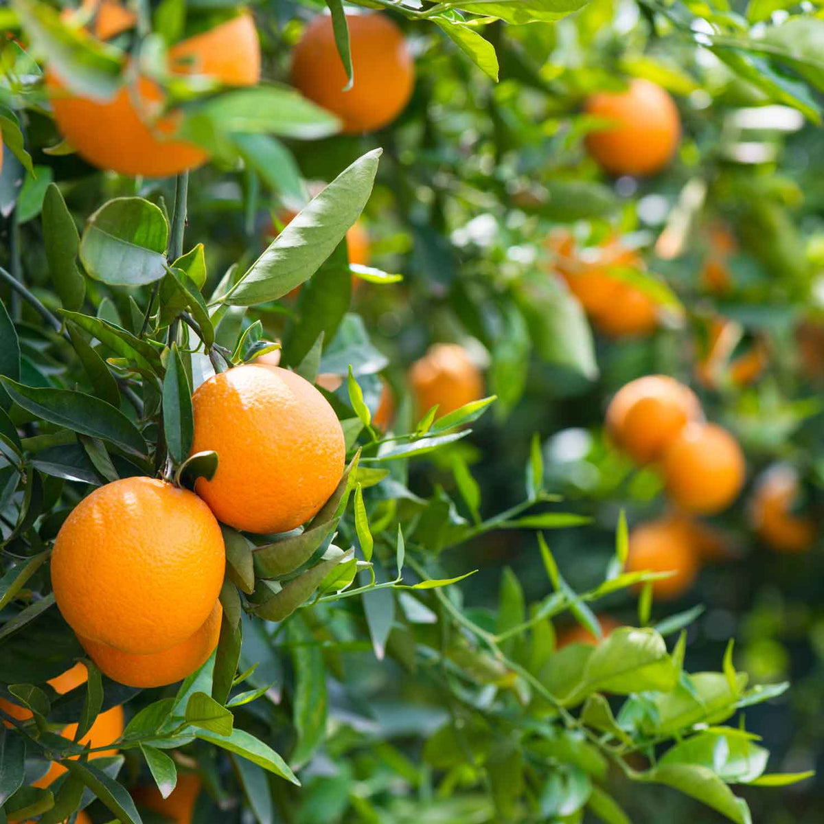 Tarocco Tafelorangen aus Sizilien IGP und BIO