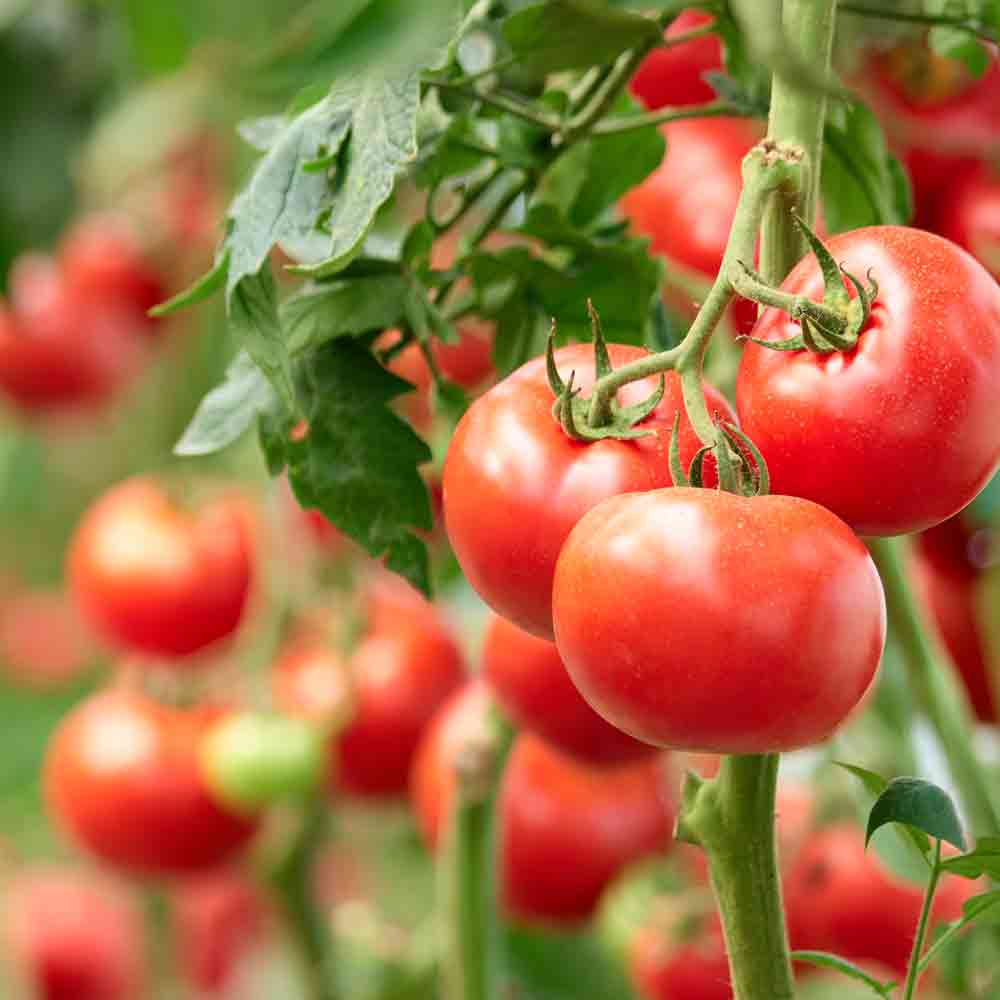 Reife Tomaten an Pflanzen hängend.